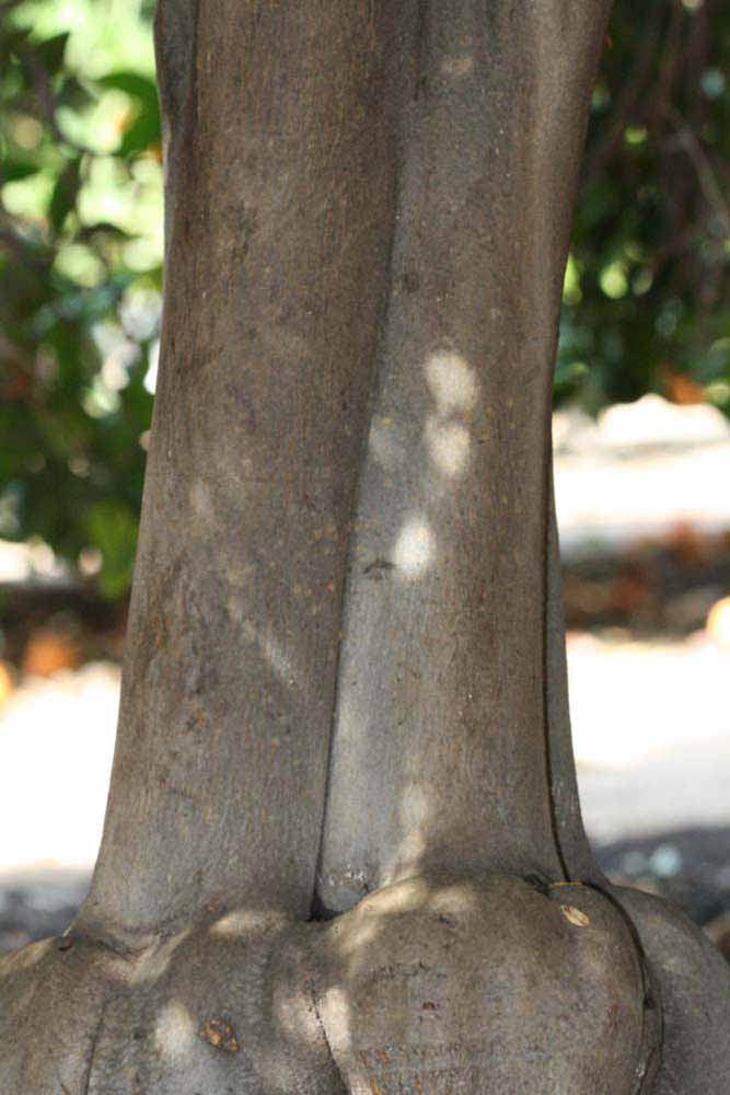            Bark (Riverside, CA)   